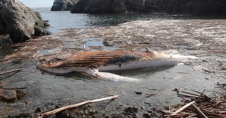 Ballena jorobada