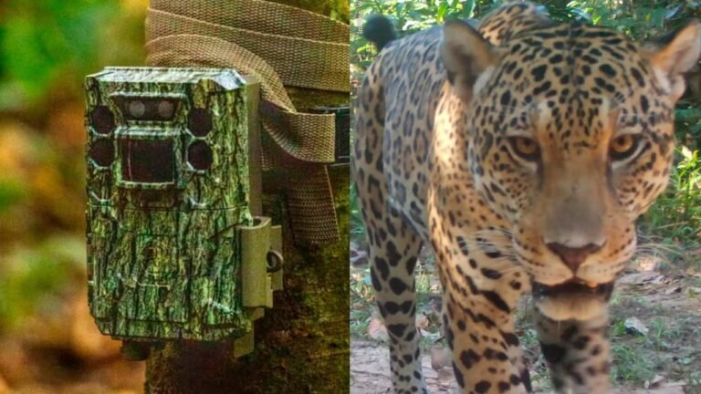 Jaguar madre de Dios