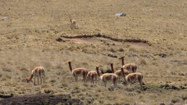 Vicuñas arequipa