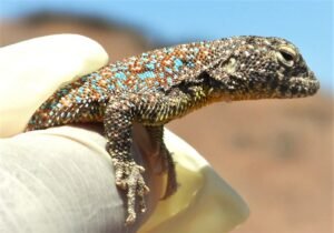 nuevo reptil tacna