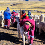 Ganado Espinar Cusco