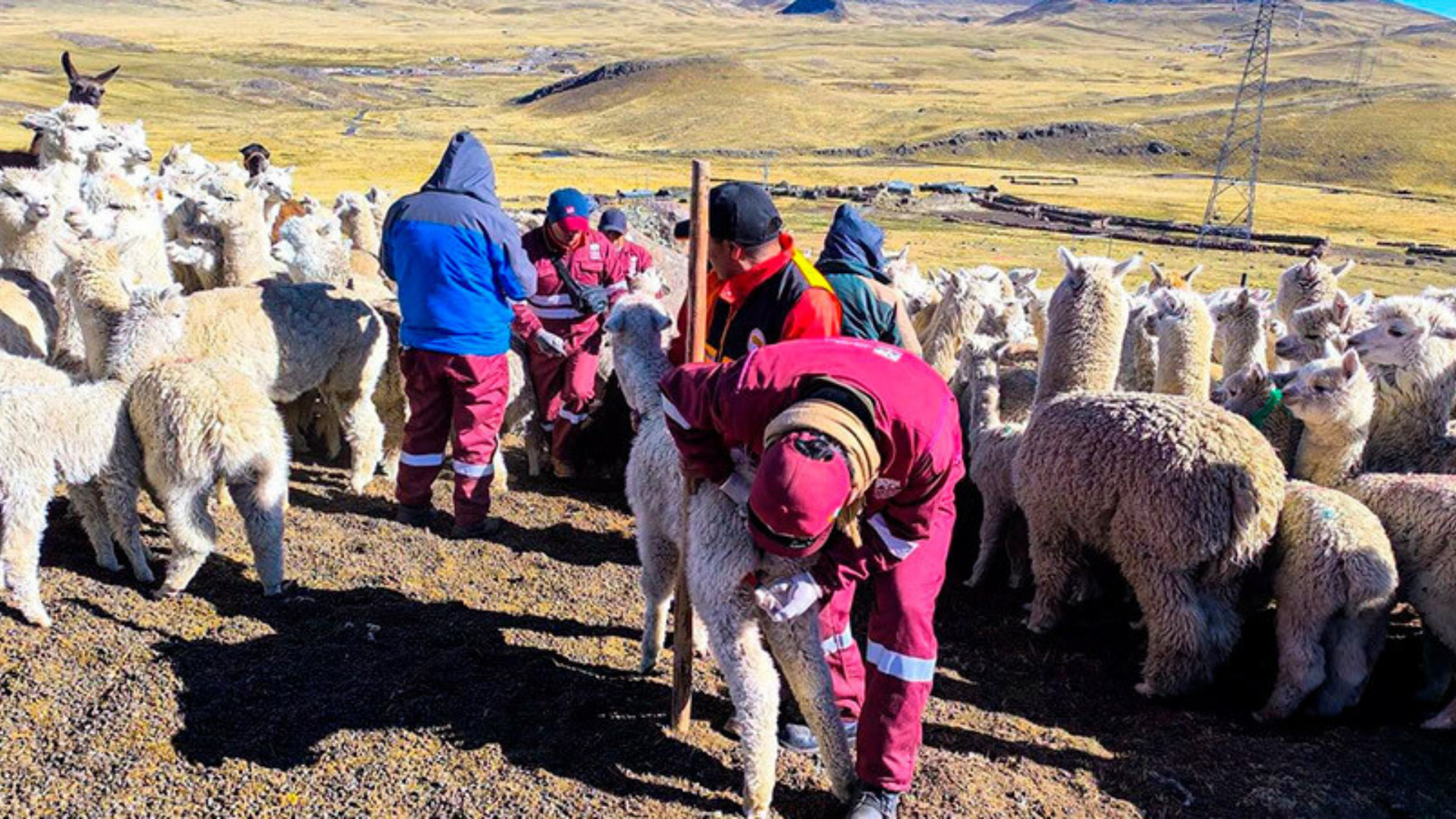 Ganado Espinar Cusco