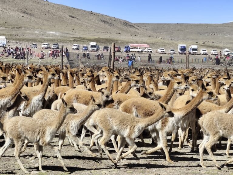 vicuñas