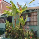 Fuga algarrobal