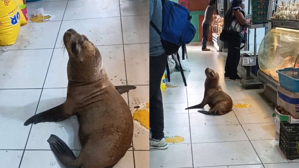 Lobos ilo