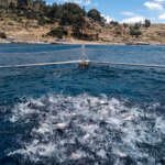 Trucha lago titicaca