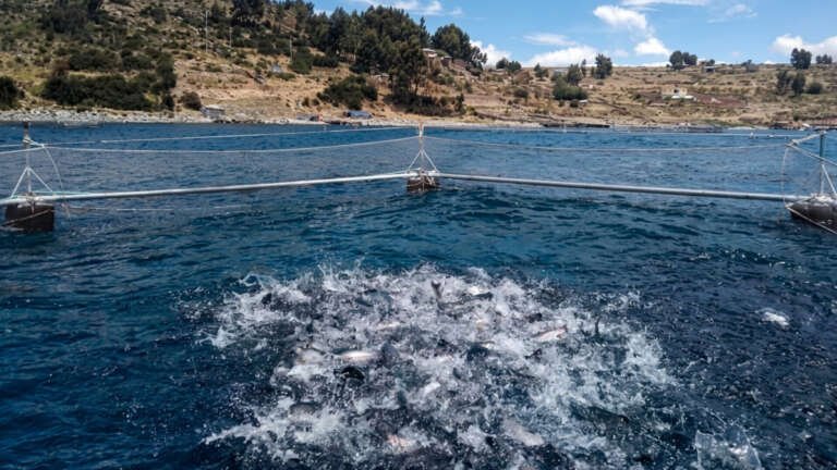 Trucha lago titicaca