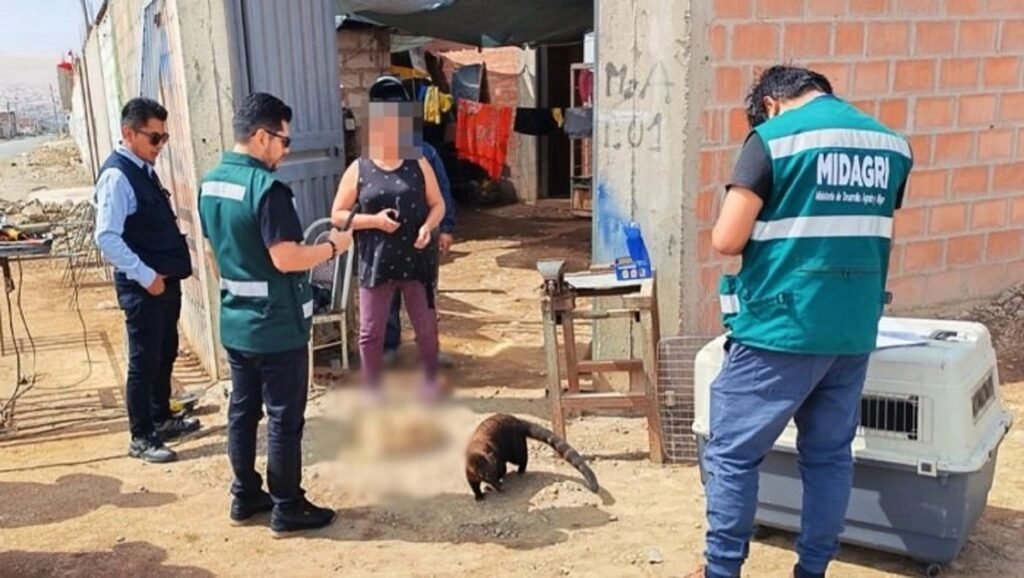 Rescate de Coatí en Tacna