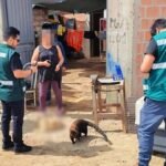Rescate de Coatí en Tacna