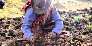 Cusco retoma crecimiento, pero el agro sigue en rojo