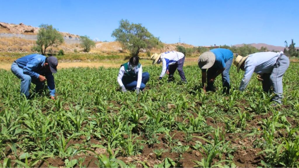 agricultores-de-Arequipa-afectados-por-falta-de-agua