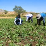agricultores-de-Arequipa-afectados-por-falta-de-agua