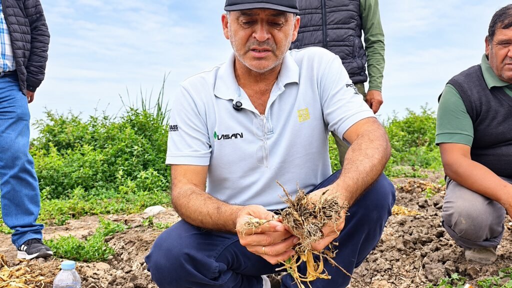 Produccion de ajo