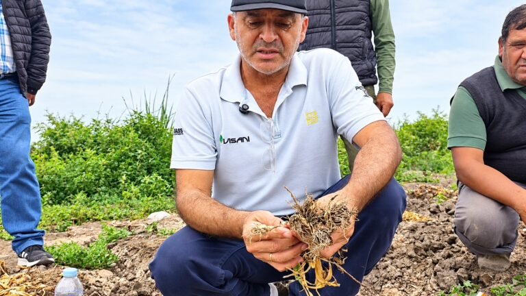 Produccion de ajo